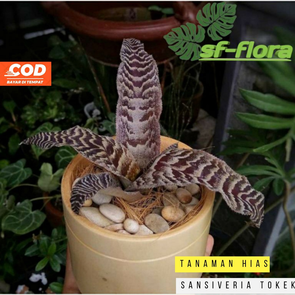 Tanaman hias sansivera tokek