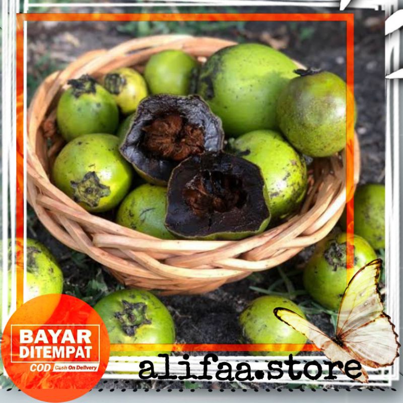 bibit buah black sapote //black sapote