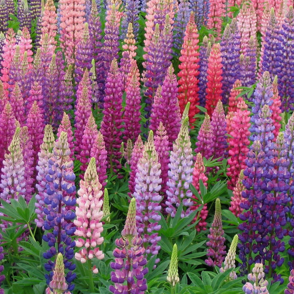 PlantaSeed - 15 Seeds - Lupine Russell Strain Benih Biji Bunga - PAS0192