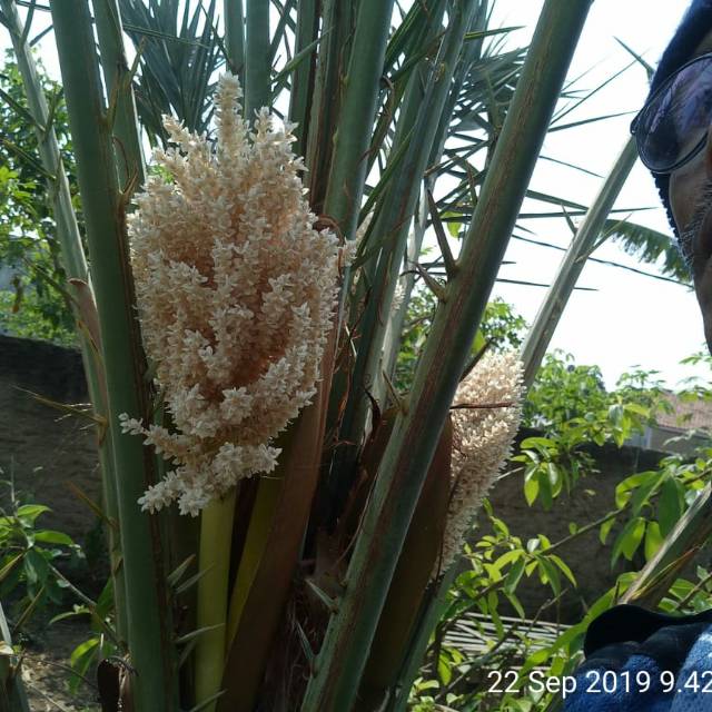 Pohon kurma ajwa berbunga usia 4th