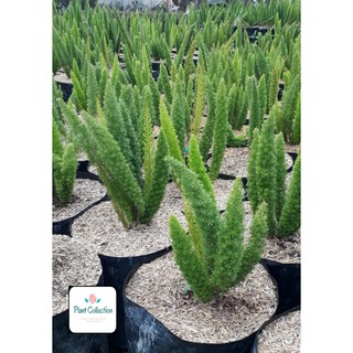 TANAMAN HIAS ASPARAGUS  DENSIFLORUS EKOR  TUPAI  Shopee 