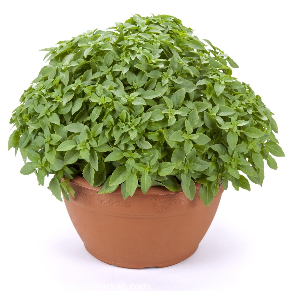 Benih Bibit Biji - Basil (Dwarf) Minette Herb Seeds - IMPORT