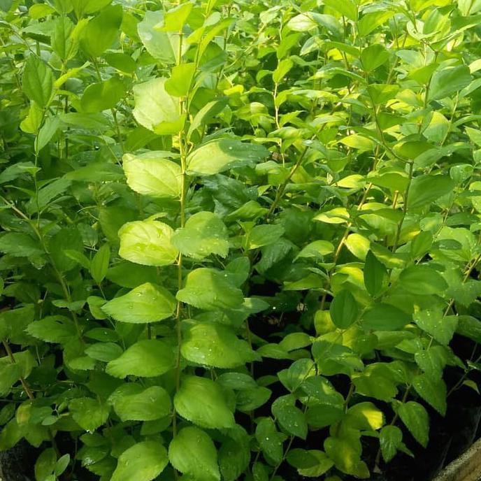 Pohon Bidara Arab Besar, Buah Bidara, Daun Bidara, Bibit Bidara Pah1Ng