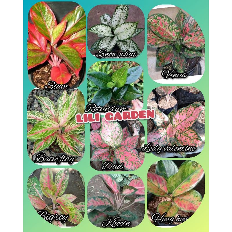 (COD√) Bunga Aglonema paket 10 bibit aglonema termurah terlaris jenis sesuai gambar