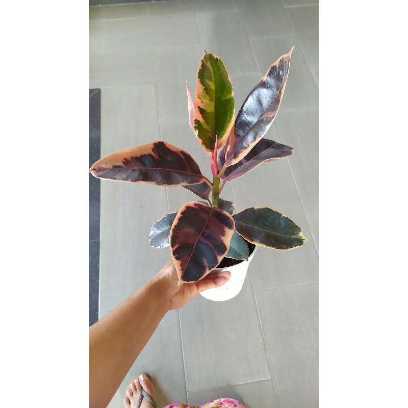 Ficus Ruby/ficus elastica/karet kebo