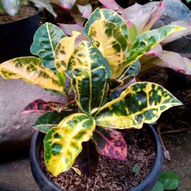 Tanaman hias puring Kura/pohon puring kura