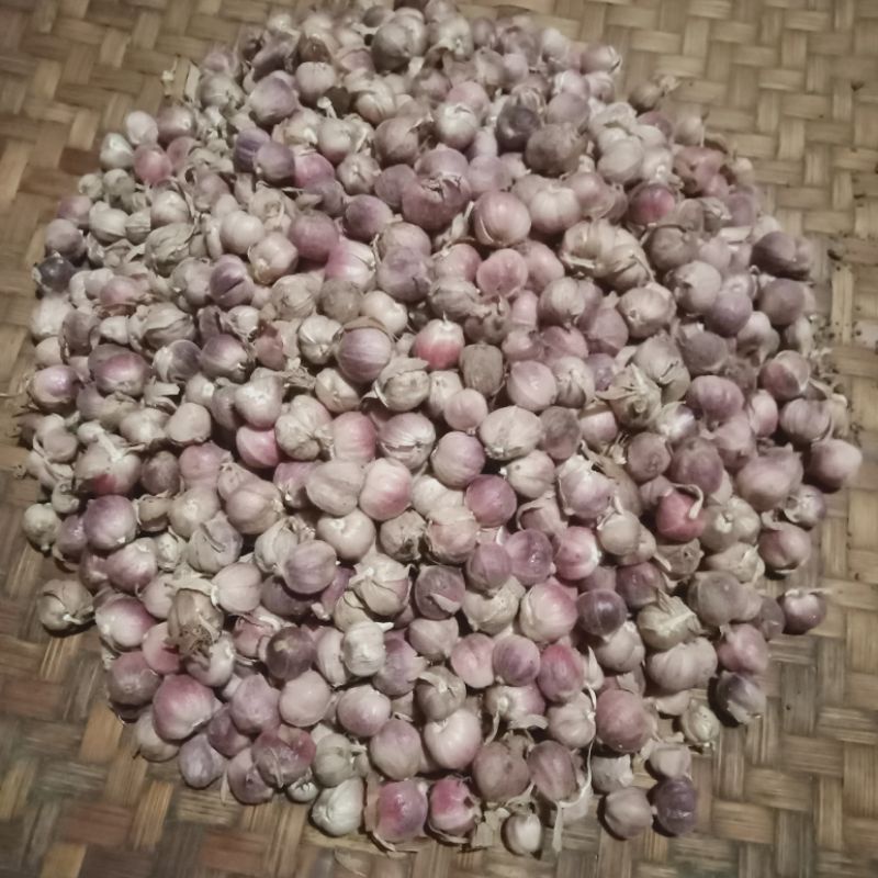 

Buah segar kapolaga merah 250 gram