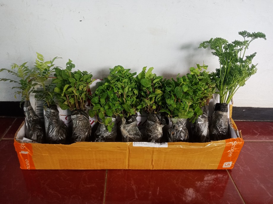 Daun Mint Spearmint Promo Beli 5 Gratis 1