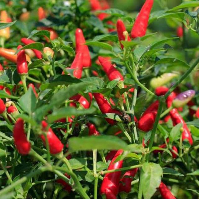 Benih Cabe Rawit Unggul 25biji