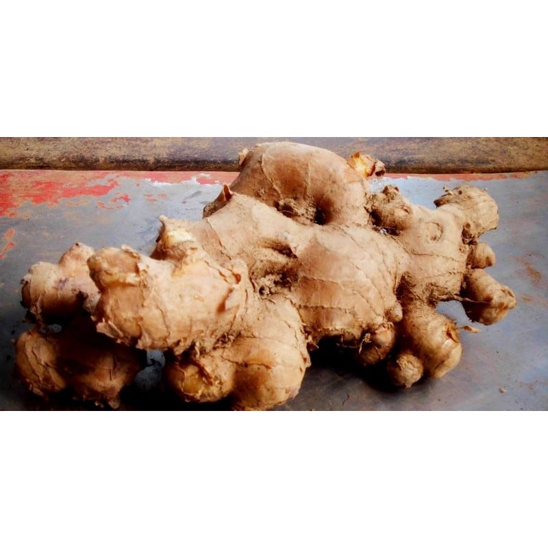 

Lempuyang segar 100gram