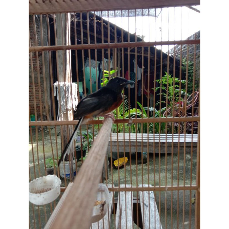 Murai Batu Medan Indukan Ekor 24x14 Trah Klewer