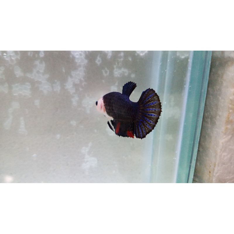 Promo Cupang Female Avatar BBL ( Indukan )