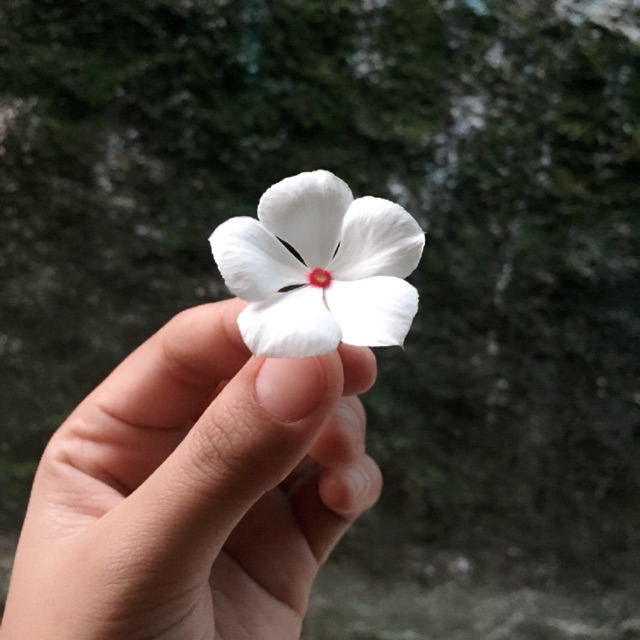 mitaismaya
