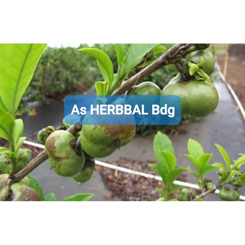 

Buah teh buah tanaman teh segar 1 kg-az