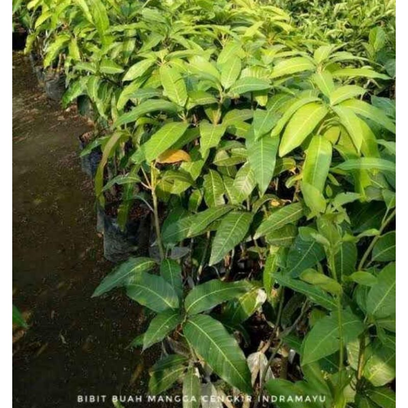 Bibit mangga cengkir indramayu siap berbuah