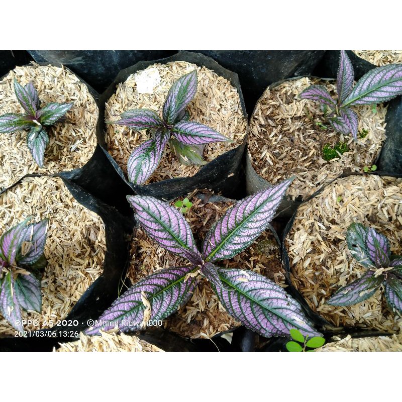 

strobilanthes dyeriana