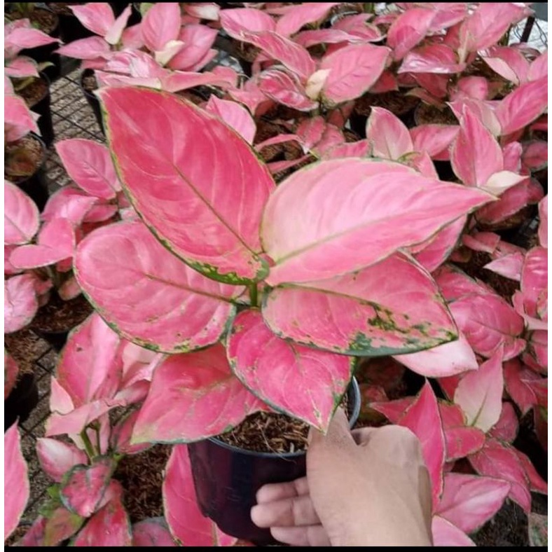 aglaonema red anjamani