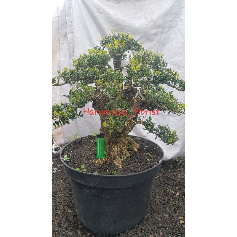 Tanaman hias bonsai boxus siap pindah pot