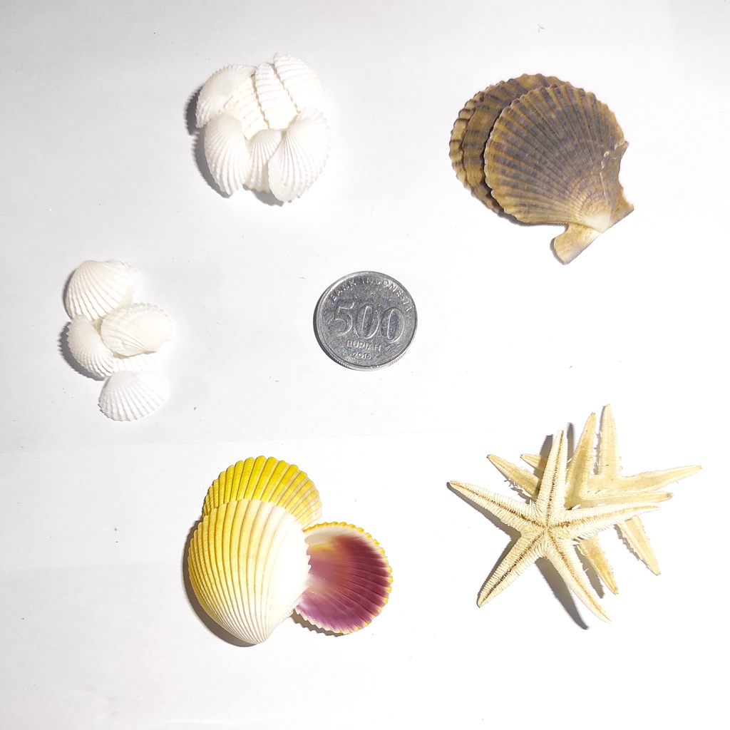 Cangkang Kerang & Bintang Laut | Bahan Kerajinan & Dekorasi