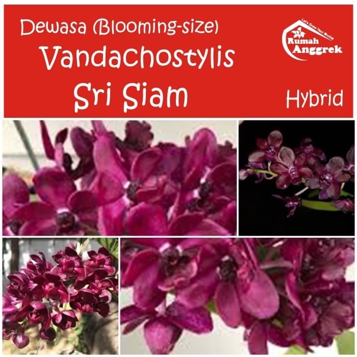 PROMO Dewasa Vandachostylis Sri Siam Anggrek Langka merah gelap hitam vanda