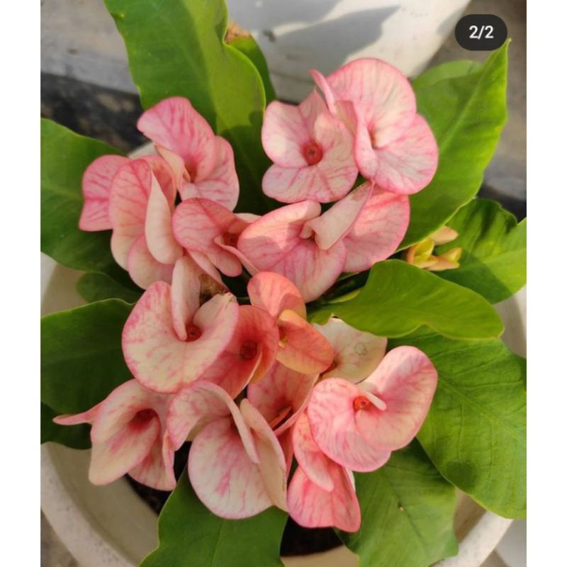 PROMO!!! TANAMAN HIAS EUPHORBIA// PINK DUSTY