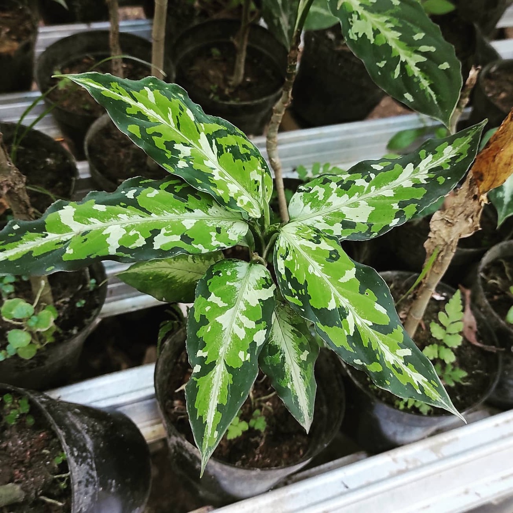 Tanaman Hias Aglaonema Pictum Tricolour