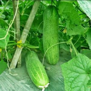 Promo Isi 15 biji benib bibit timun hibrida lokal bibit unggul