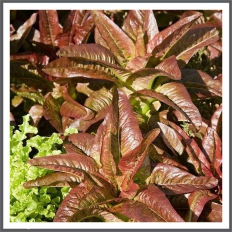 25 benih biji fumak siomak merah import
