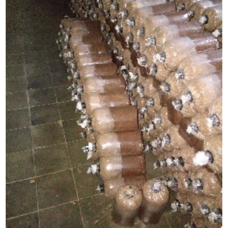 

baglog jamur kuping dan tiram