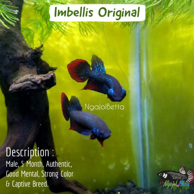 Terbaru Male Wild Betta Imbellis Original Ikan Cupang Hias Hiasan Aquascape