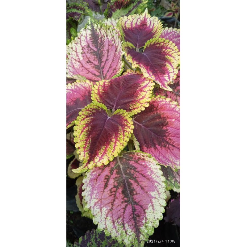 

miana coleus premium