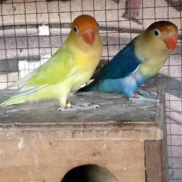 1.0 pb pastel Green // biola x 0.1 pb violet produksi aktif