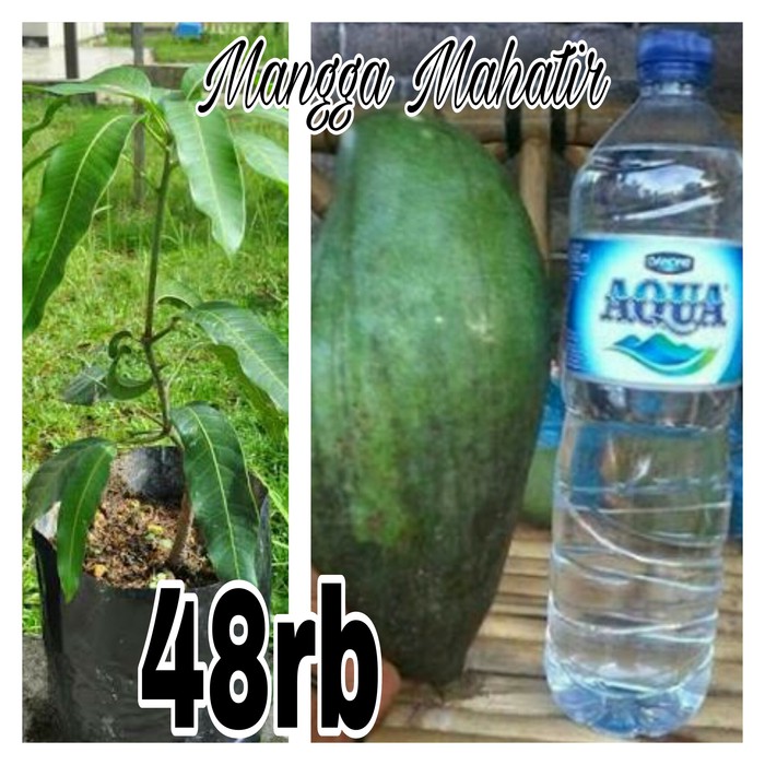 Promo Ready Pohon Hidup Mangga Mahatir -bibit Tanaman Hidup Bukan Biji- Gx98Wjtb6zl9B
