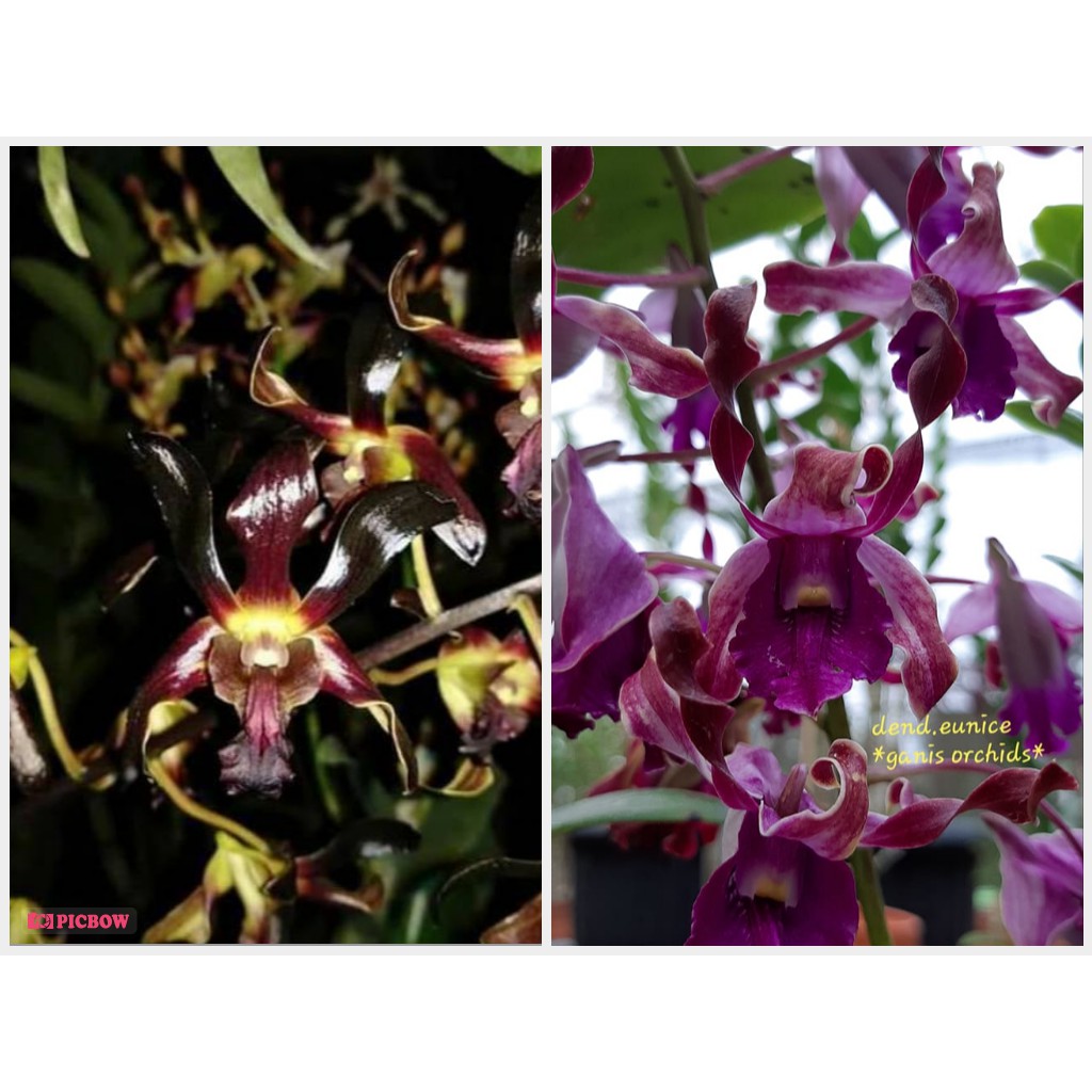 Seedling Anggrek Dendrobium Black Spider x Eunice