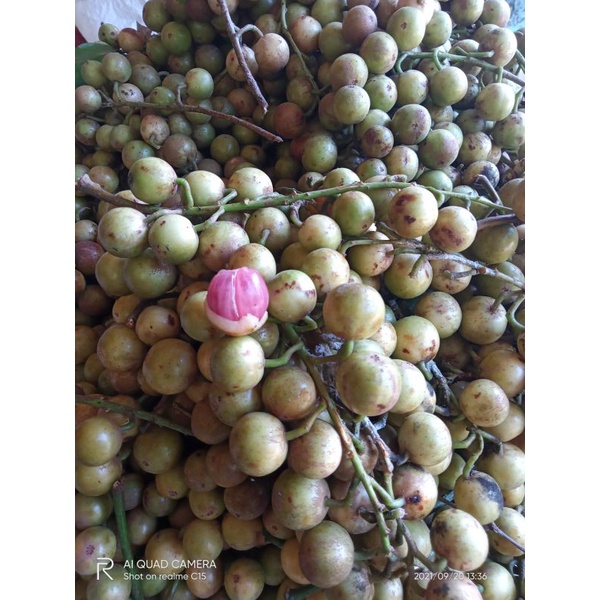 

menteng atau mundung perkilo fres petik kebun sendiri
