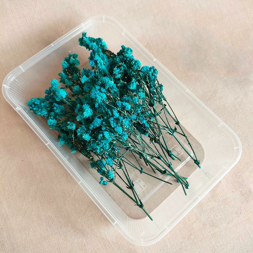 Preserved Real Touch Premium Baby's Breath Gypsophila Box Bunga Kering Asli Hias Dekorasi