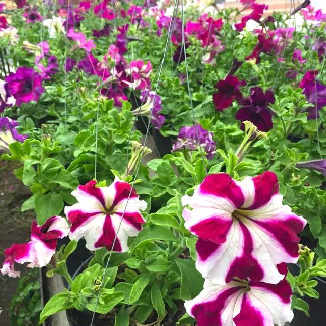 Tanaman hias Petunia