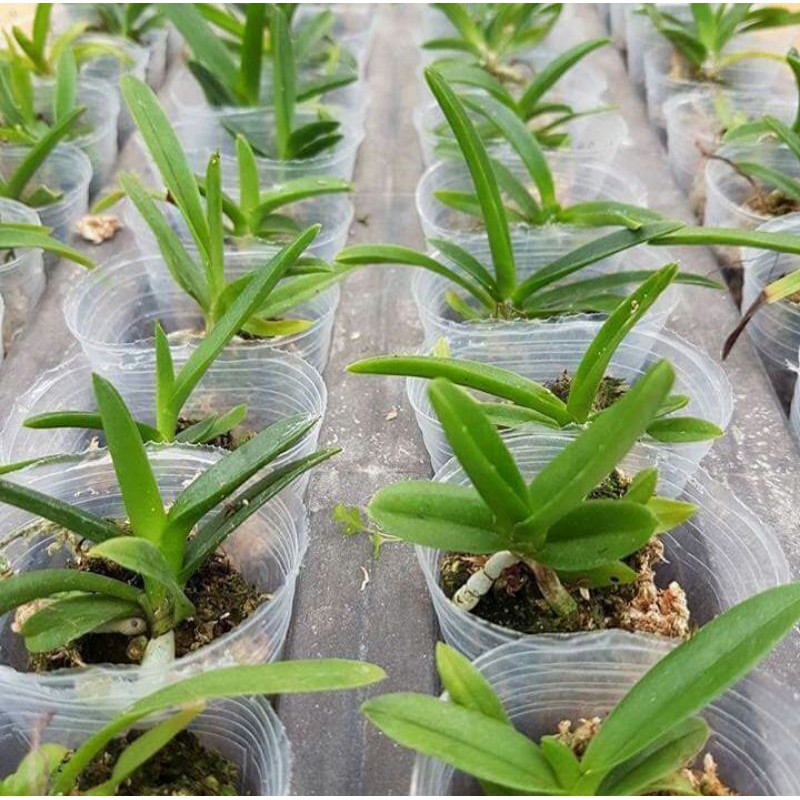 Seedling Anggrek Vanda