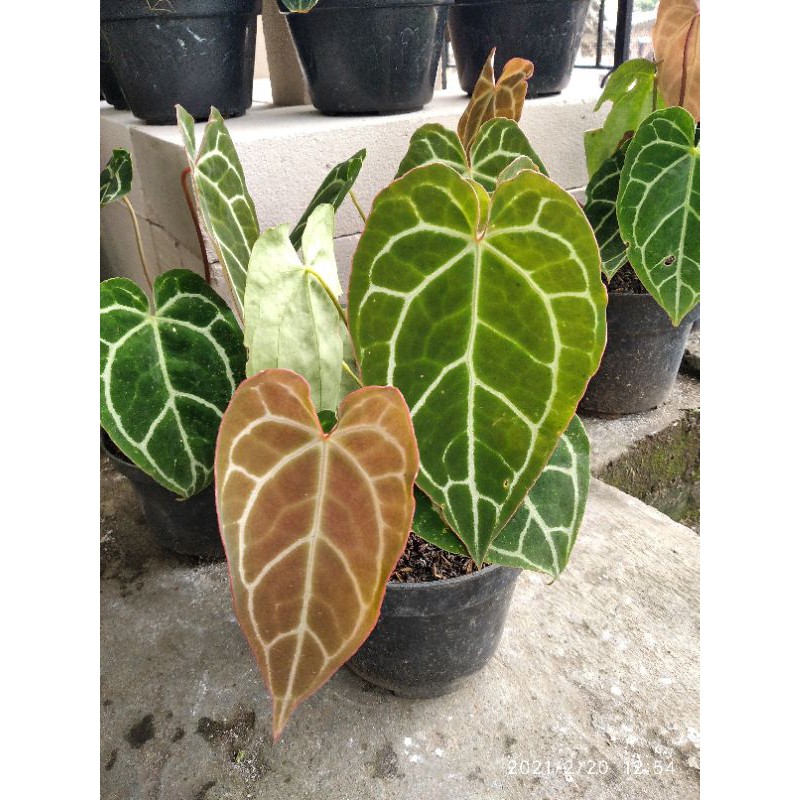 kuping gajah mini / anthurium Cristalinum