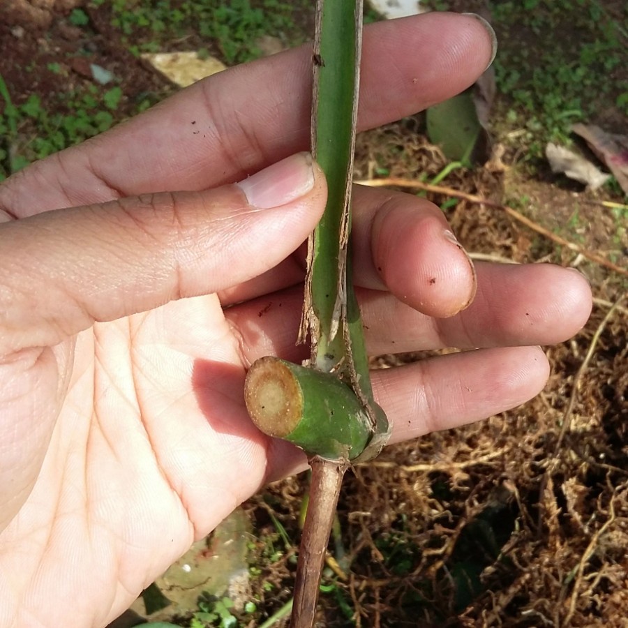 Bonggol monstera borsigiana - Tanaman hias Monstera borsigiana (bonggol)
