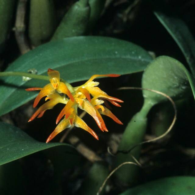 bulbophyllum triflorum