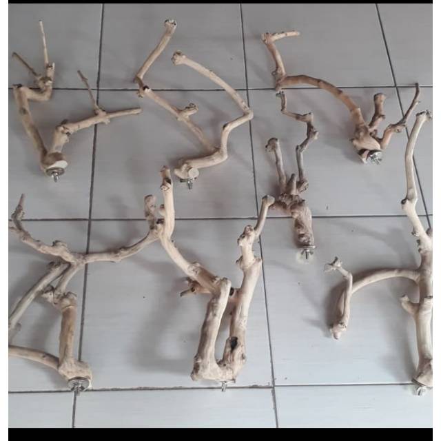 Tangkringan kayu kopi tangkringan burung kayu kopi cabang