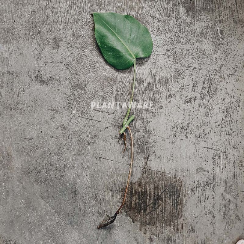 Monstera Variegata / Monvar Ekonomis H - Indukan Full White & Halfmoon