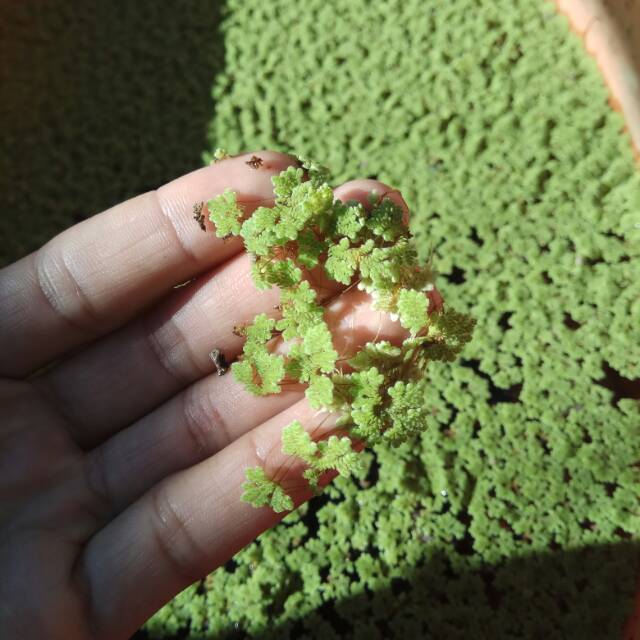 Bibit azolla / azolla