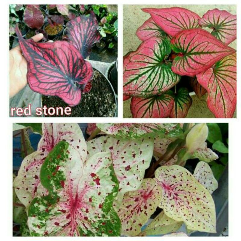 tanaman hias umbi caladium thailand keladi hias
