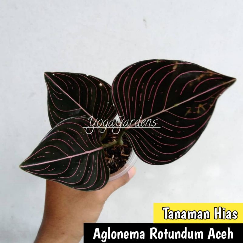 aglonema rotundum Aceh - Tanaman hias aglonema rotundum aceh - aglaonema rotundum aceh