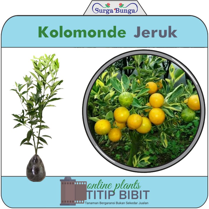 jeruk lemon chui Kolomonde berbuah tanaman bibit buah