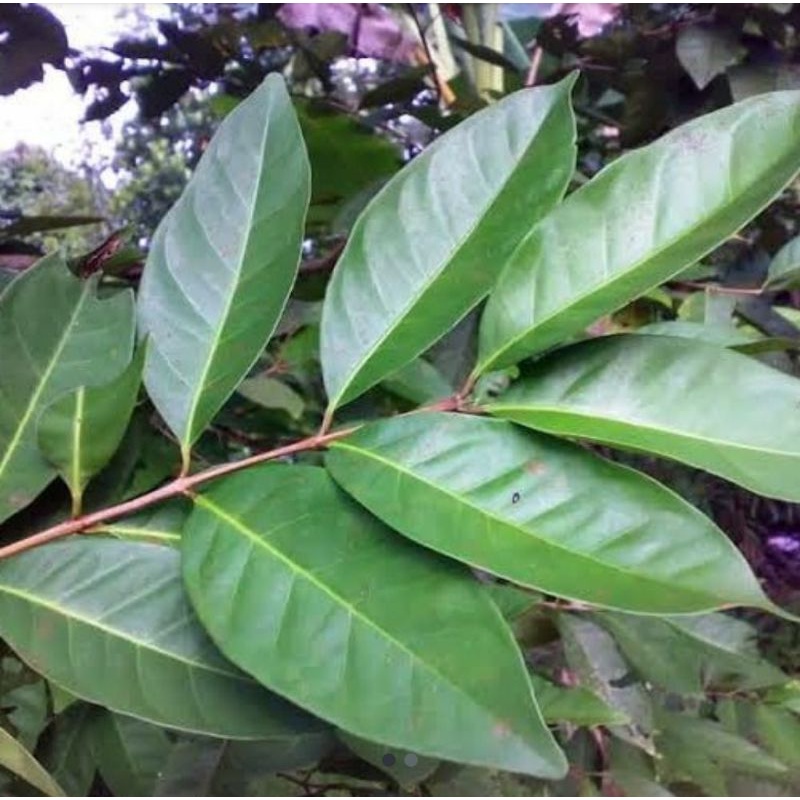 

daun salam segar