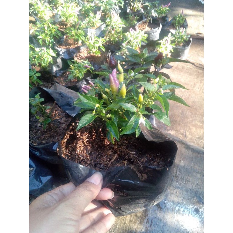 Bibit cabe pelangi sudah berbuah