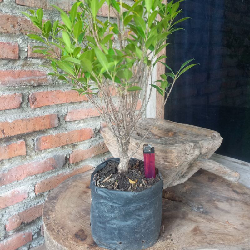 Bahan Bonsai Beringin Kimeng Program Akar